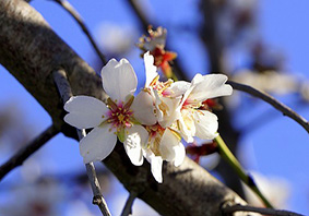 Foto de flor de almendro y popiedades de las almendras