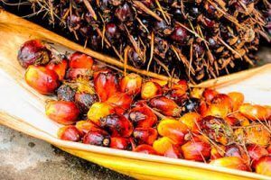 el aceite de palma y sus efectos en la salud